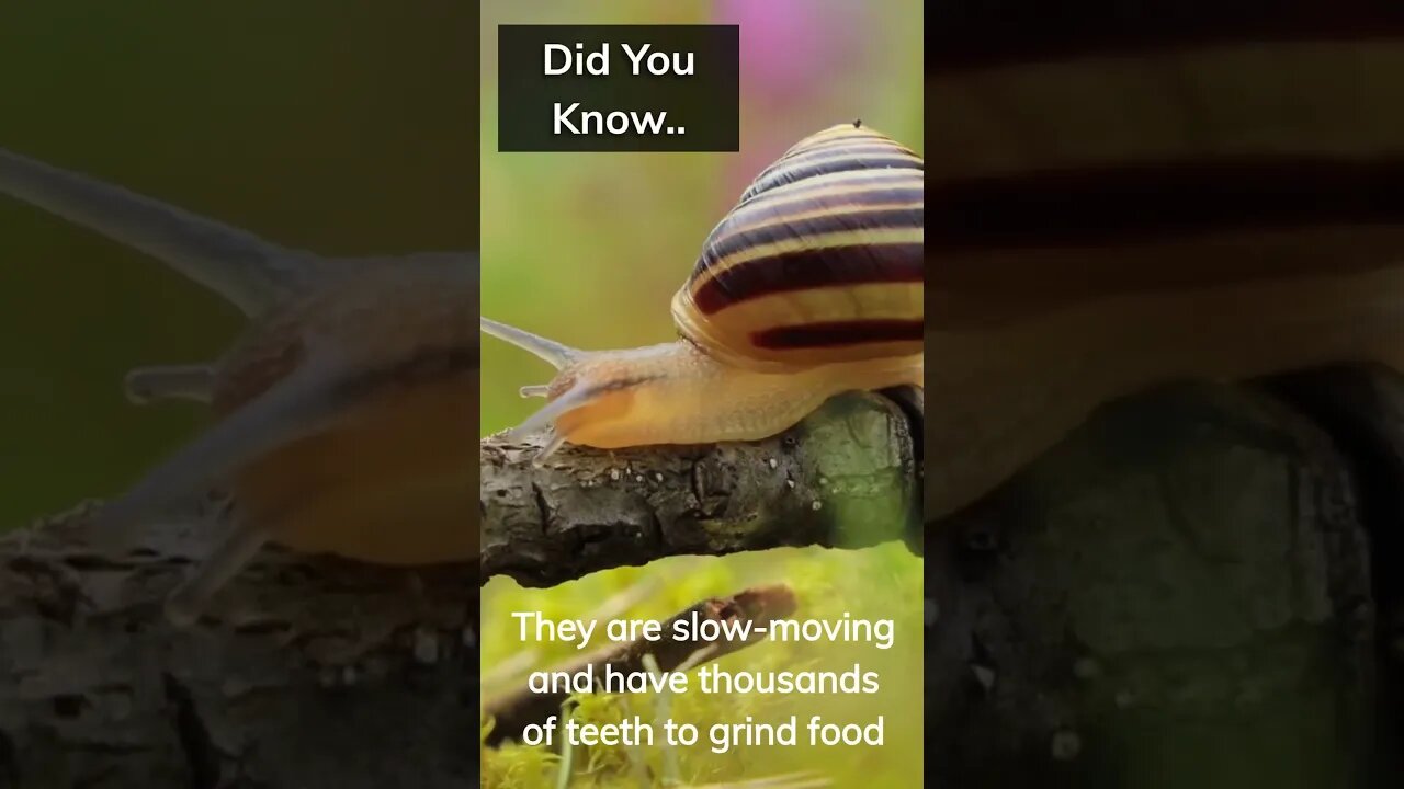 Fun Facts You didn’t know #Shorts #Subscribe
