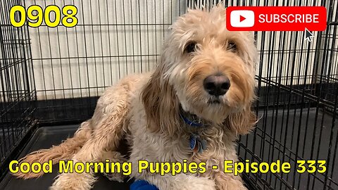 [0908] GOOD MORNING PUPPIES - EPISODE 333 [#dogs #doggos #doggies #puppies #dogdaycare]