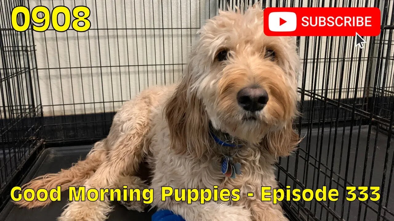 [0908] GOOD MORNING PUPPIES - EPISODE 333 [#dogs #doggos #doggies #puppies #dogdaycare]