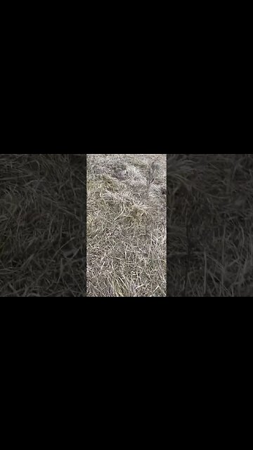 Mob of bulls getting fat on winter grass.