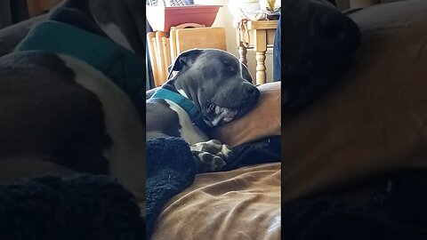 this dog must be dreaming of eating. #einsteinsbackyard #shortsvideo #snoringdog #pitbulls #shorts