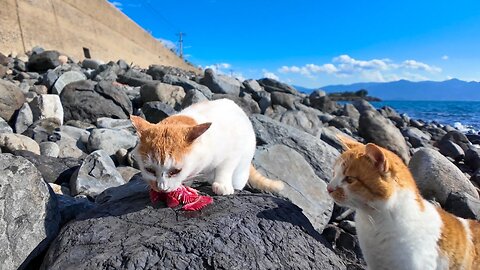 Cats who find fish on the beach are immediately targeted