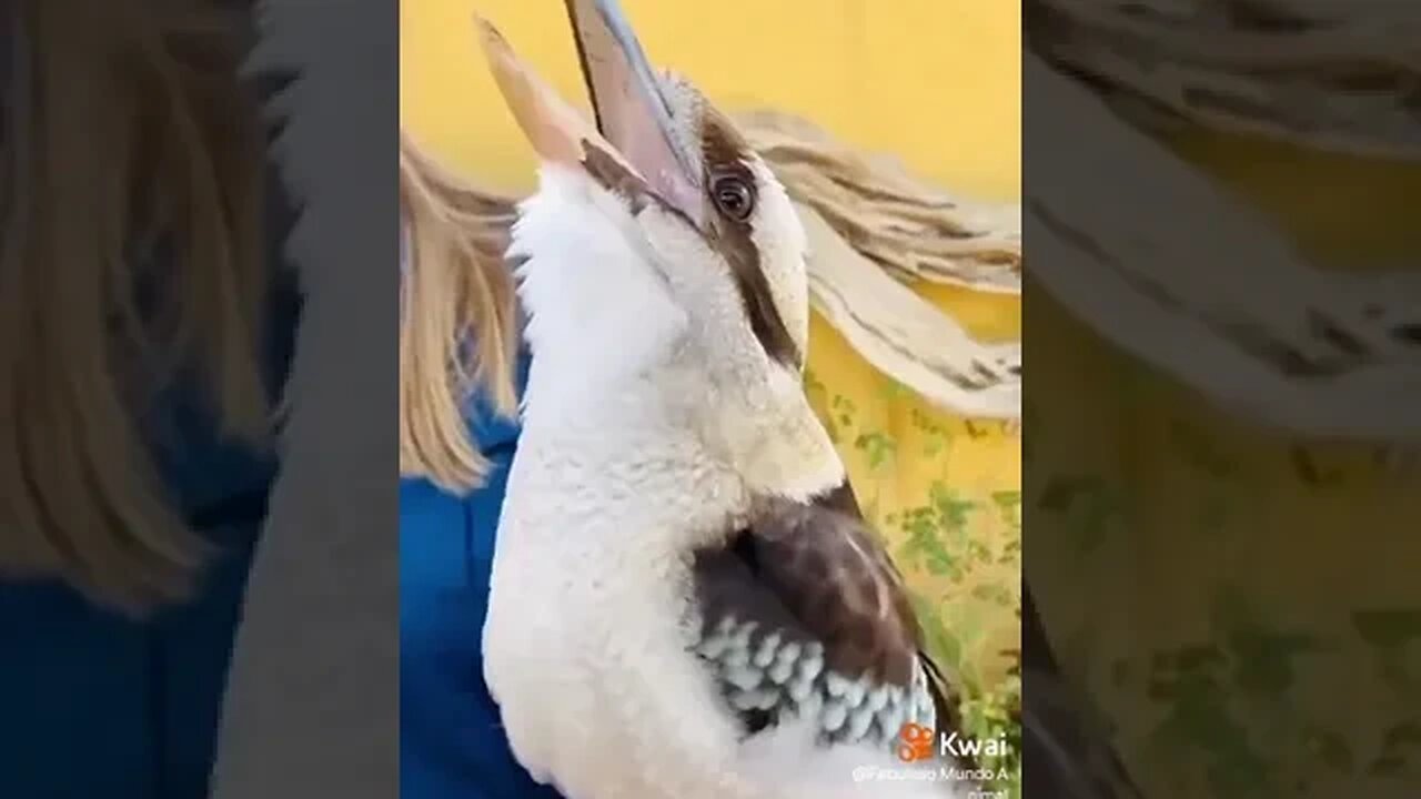 Pássaro Magnífico - Fabuloso Mundo Animal
