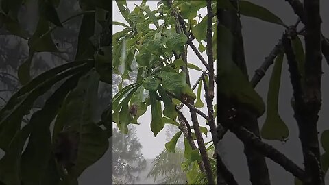 Rain with thunderstorm sound relaxing sound for sleeping #shorts