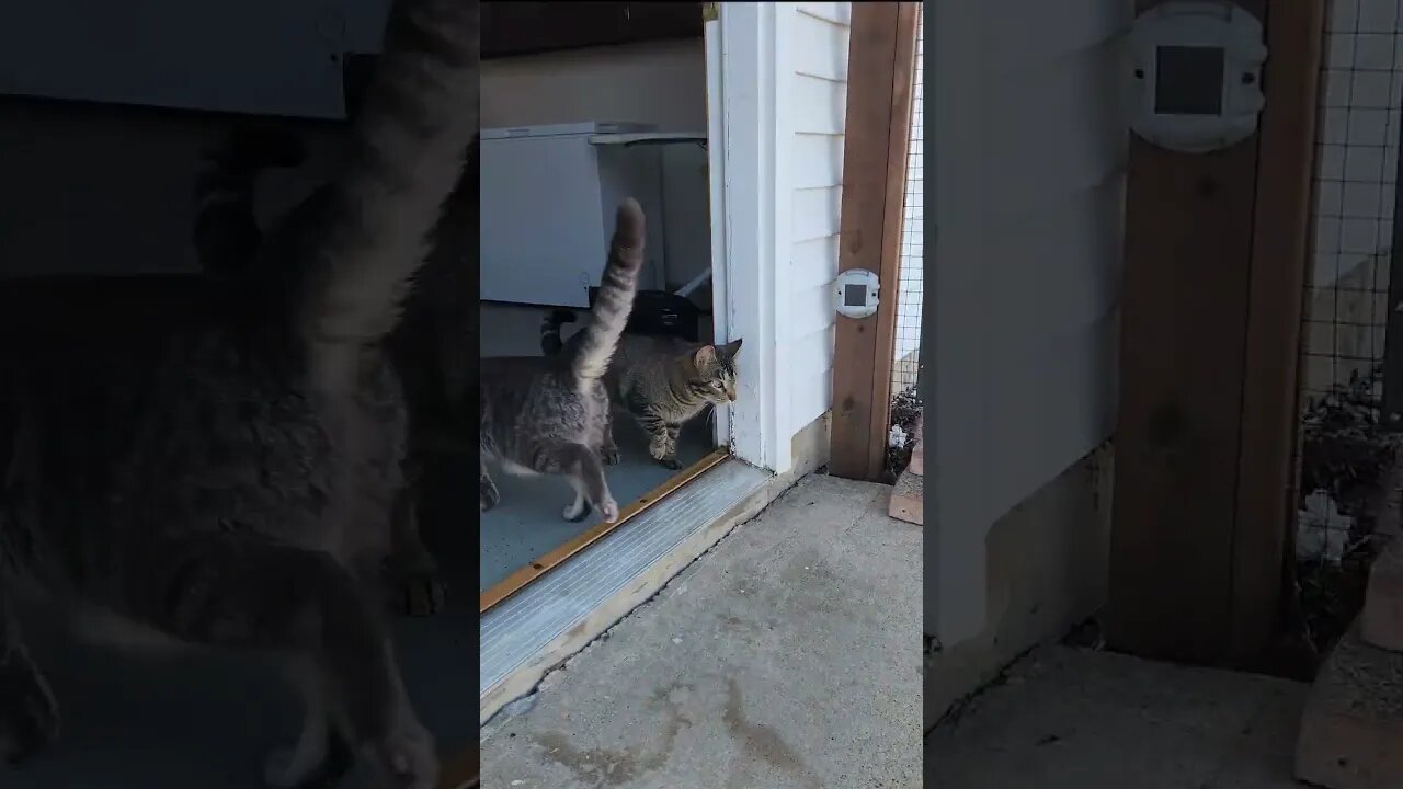 Floki Beggin' To Come Inside