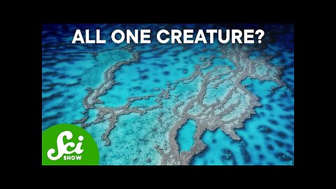 The 5 Largest Living Things