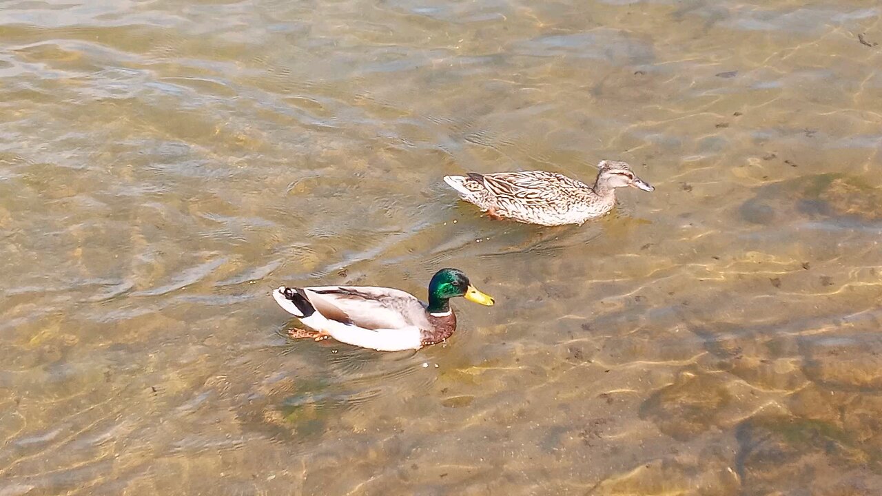 Ducklings Being Raised By Geese