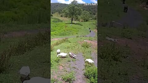 Family of geese - last one walks in at end