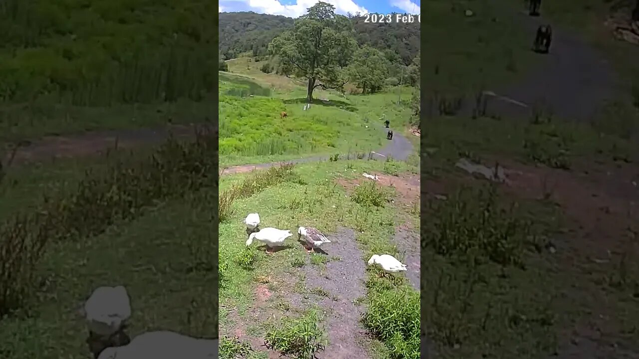 Family of geese - last one walks in at end