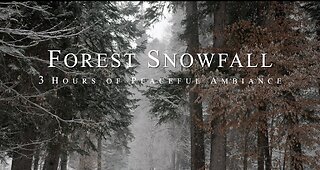 Forest Snowfall | 3 Hours of Peaceful Ambient ASMR Nature Sounds | HD
