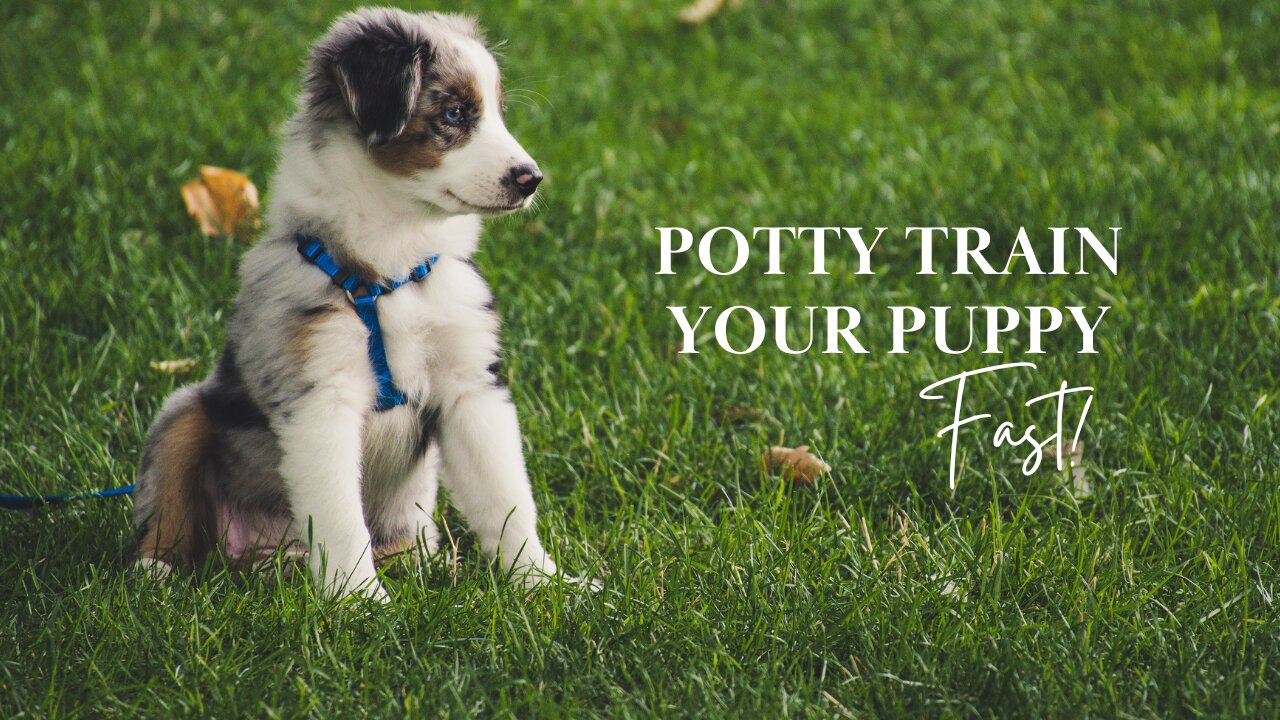 Potty Train Your Puppy Fast!