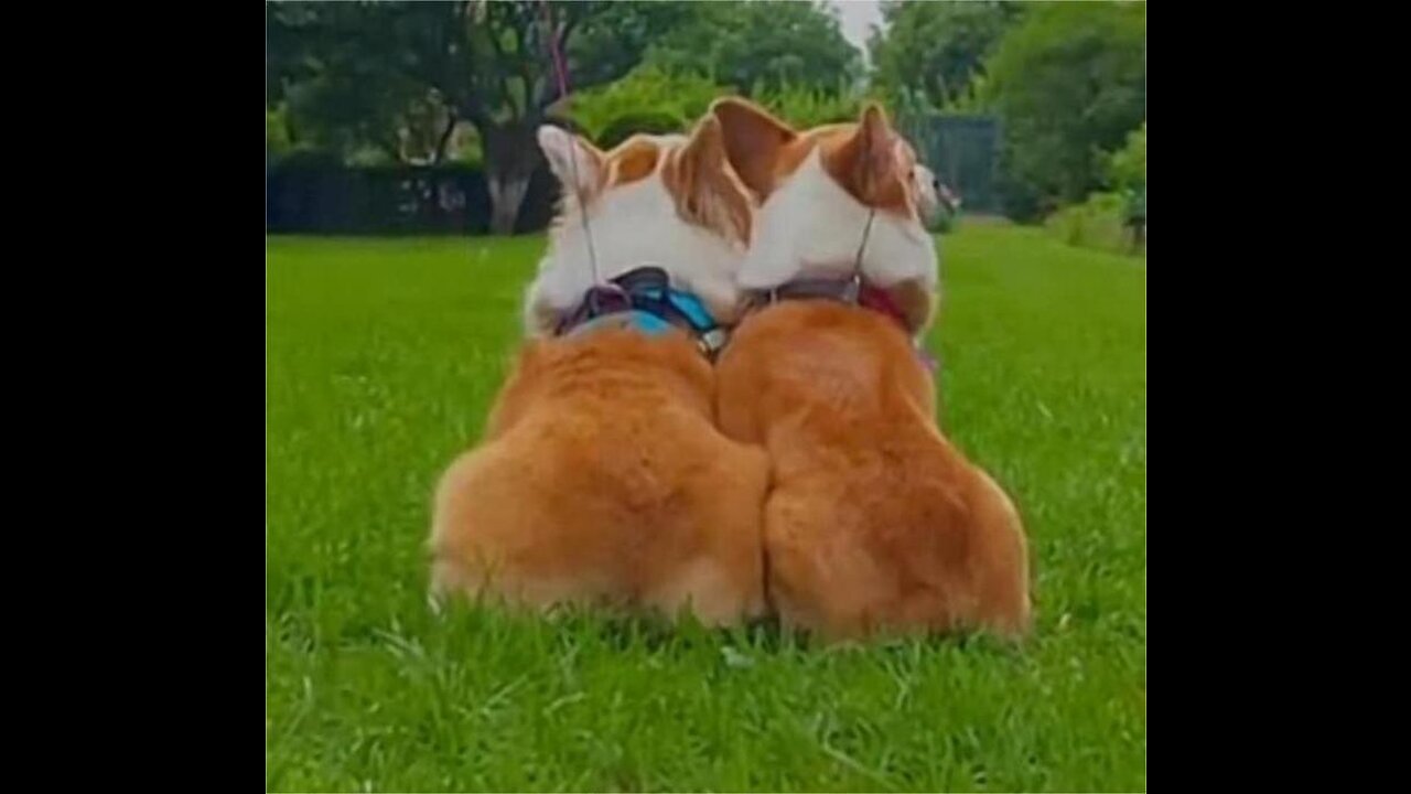 funny little corgi