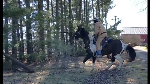 Avi and Jack pulling down a White Pine - 11 Feb 2023