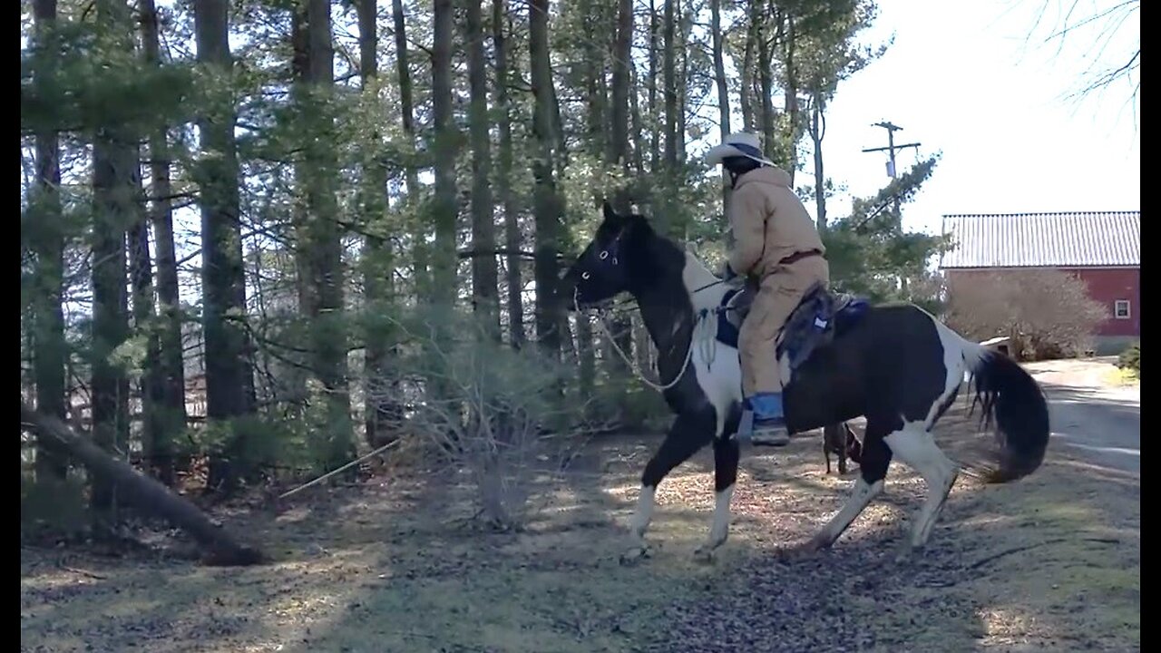Avi and Jack pulling down a White Pine - 11 Feb 2023