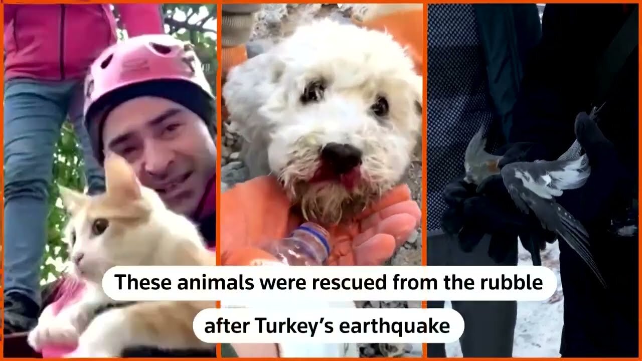 Animals rescued from rubble in Turkey after earthquake