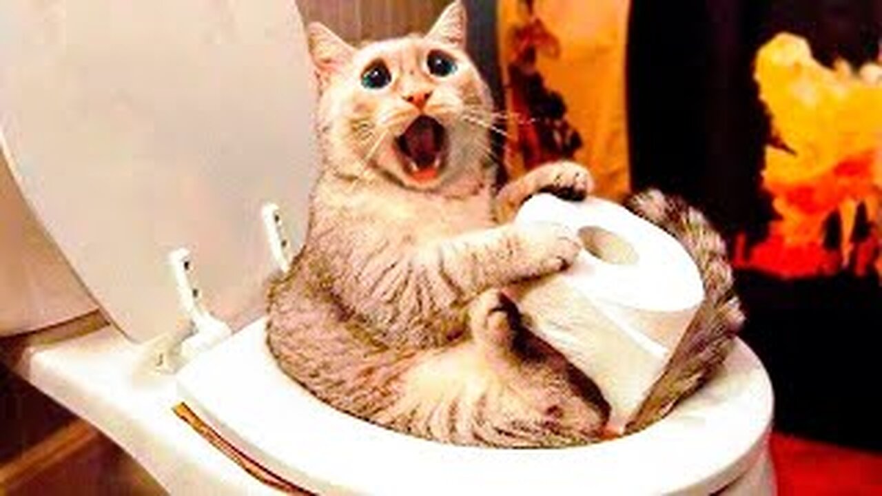 FUNNY CATS 2023 & OTHER ANIMALS / 10 MINUTES OF LAUGHTER / FUNNY ANIMALS 2023 / BEST CAT FUNNY