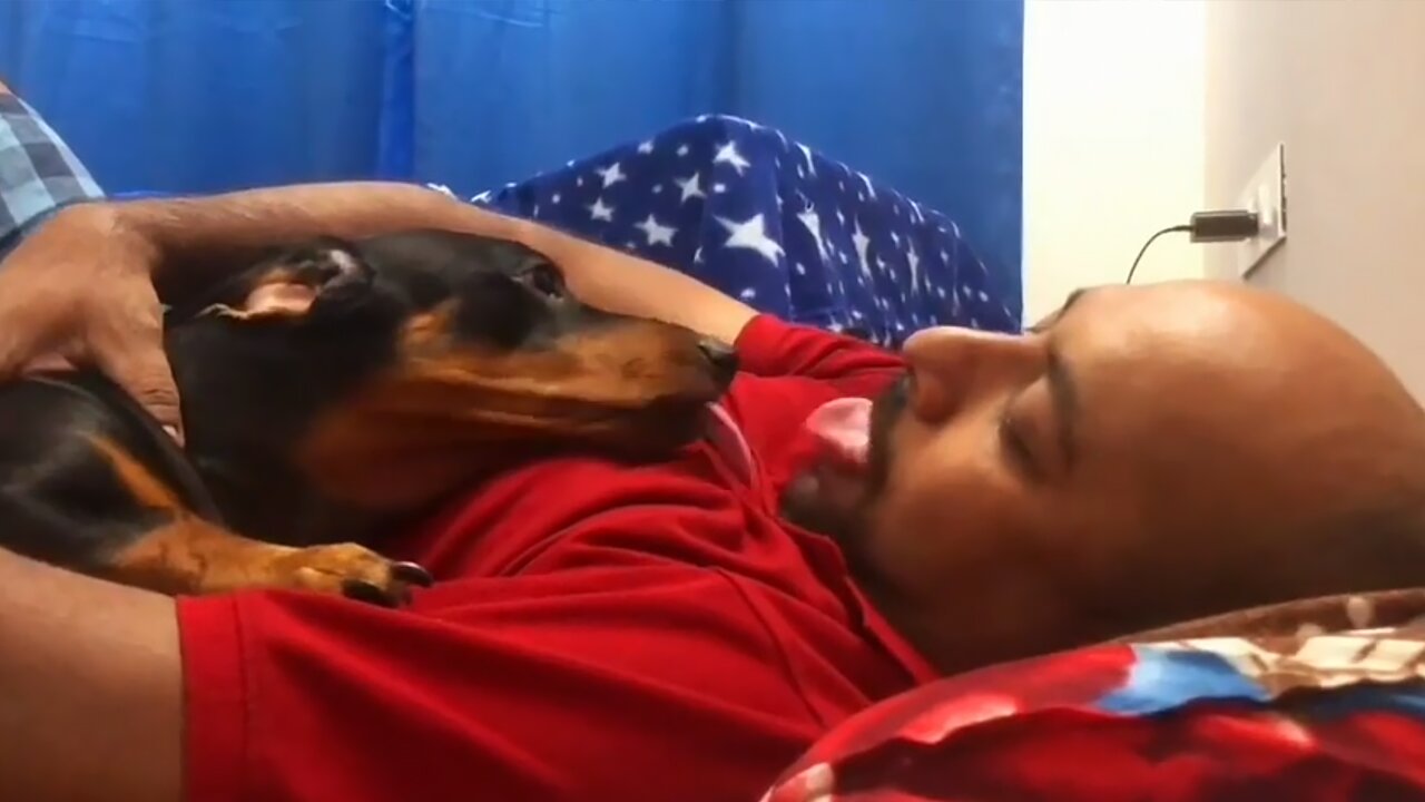 Cute Dachshund Adorably Mimics Owner's Moves