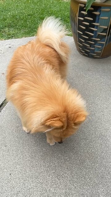 What dogs see #funnydog #cutedog #pomeranian #dog #viral