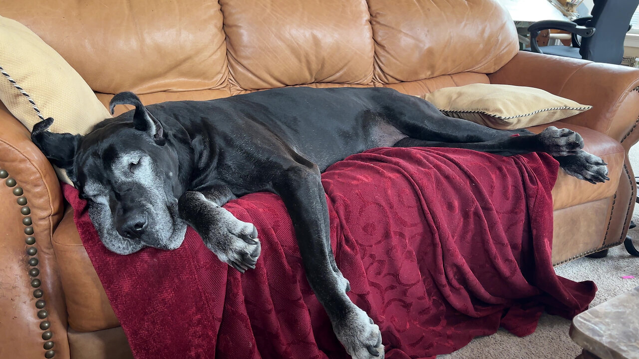 Dreaming Great Dane Runs In Her Sleep