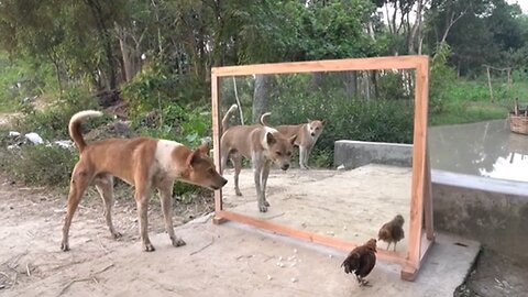 dog and hen ke funny video