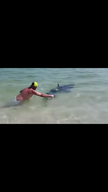 Florida Couple Helps Shark Back into Ocean