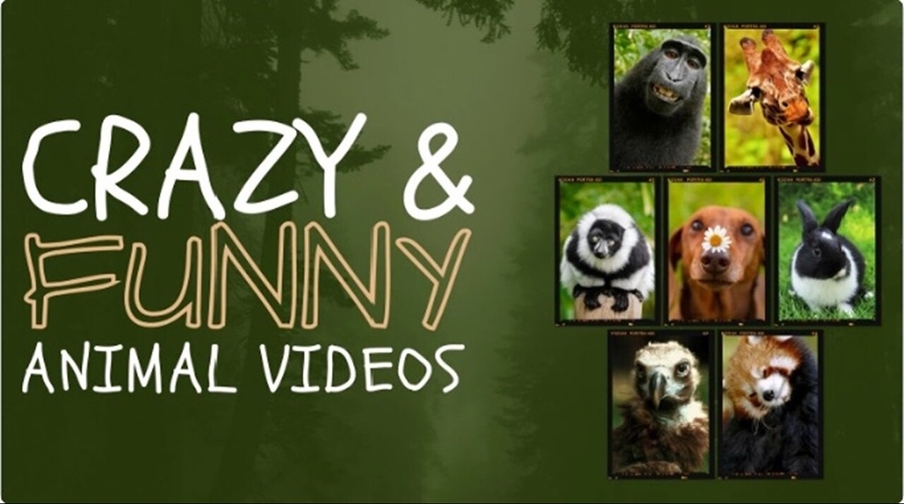 Pets Funny Video