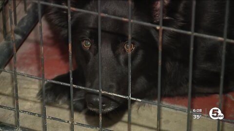 East Palestine residents concerned for safety of pets after train derailment