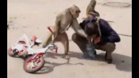 the monkey 🐒 Funny 😂 😁 😀