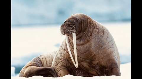 5 Fun Facts About The Walrus