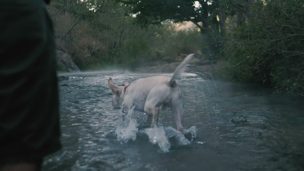 A Splashy Adventure 🐕💦