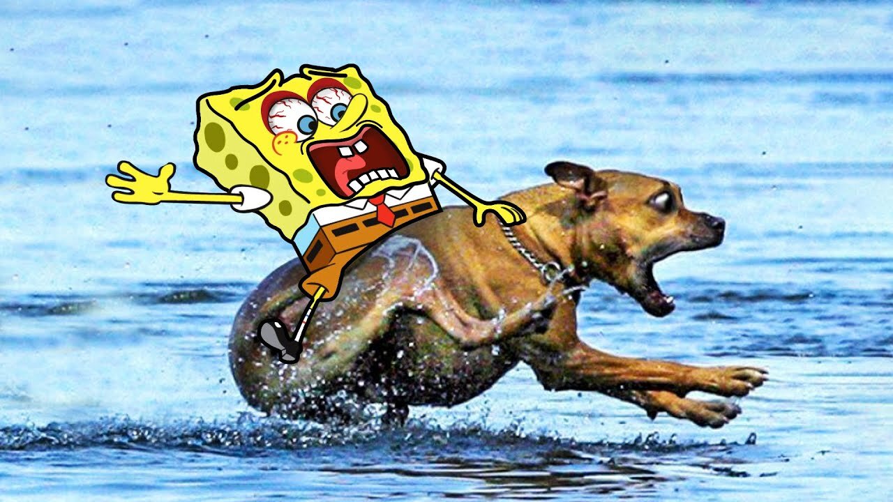 Spongebob Rides a Crazy Dog | Funny Cats and Dogs Videos