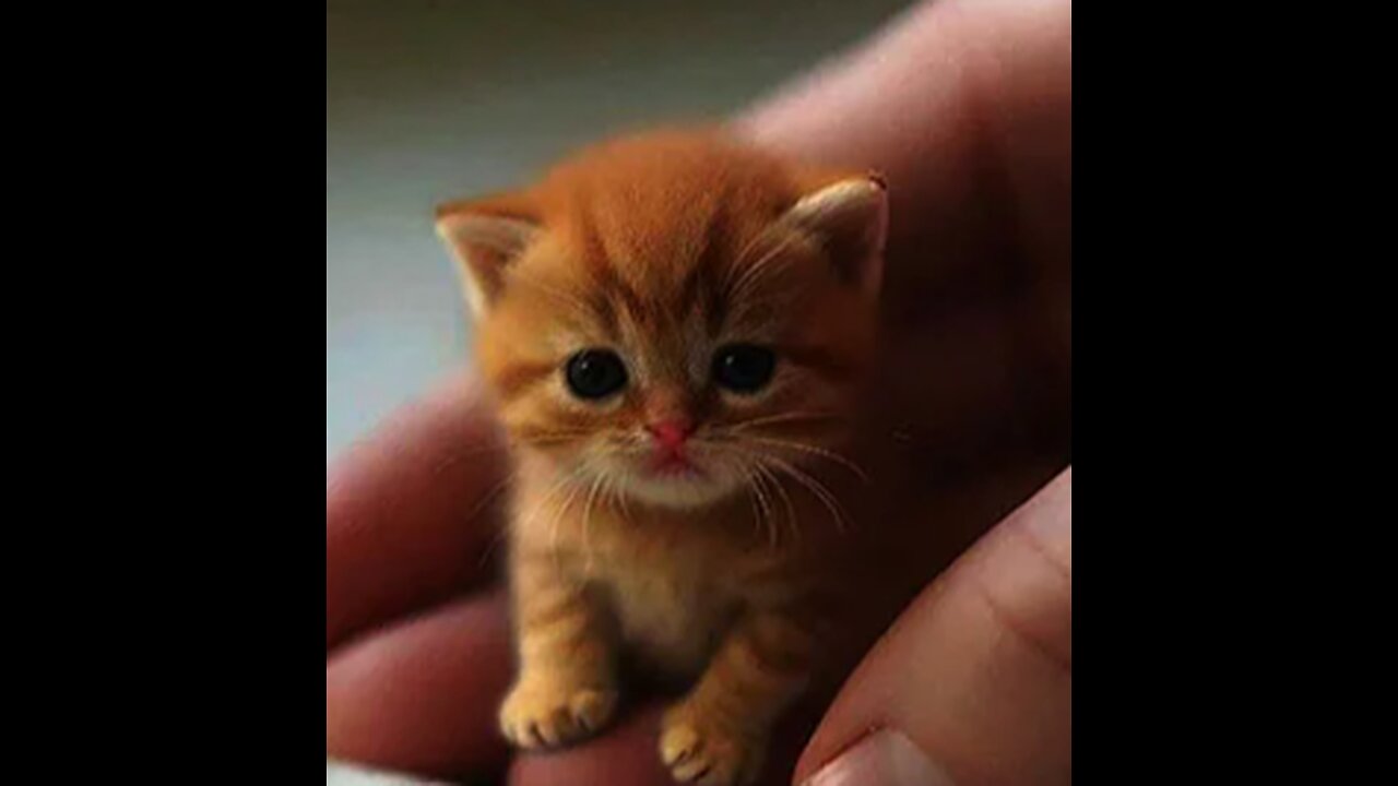 Funny cat moments