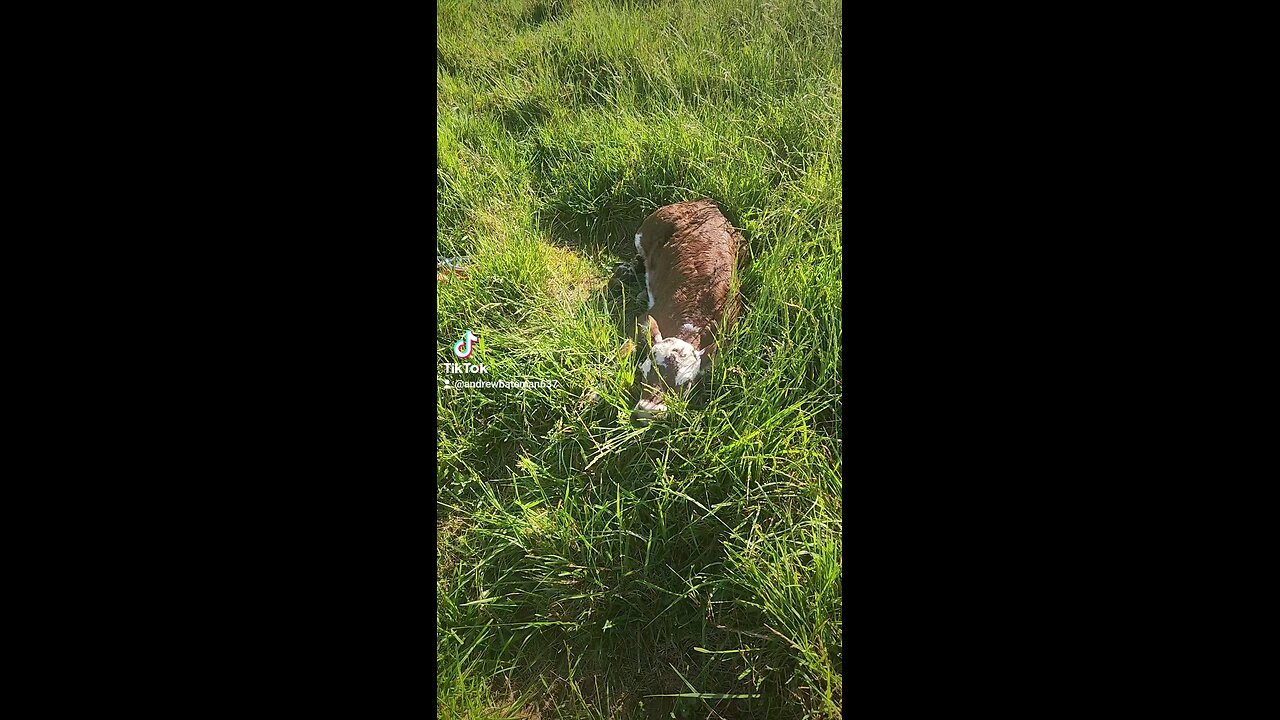 Newborn baby girl calf.