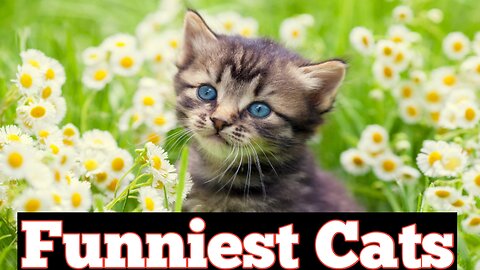 Funniest Cat - Nature Lover Cat
