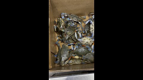 Live Blue Crab