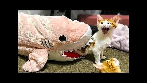 Funny Animal Videos 🤣 Part #16