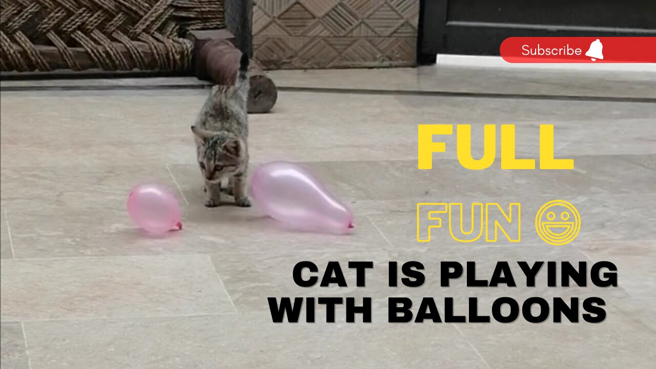 Cat is playing with two balloons like football.