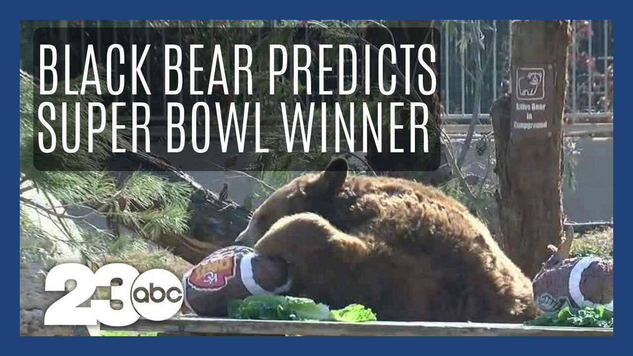 CALM black bear predicts Super Bowl winner