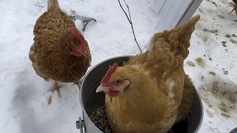 Why did the chicken get in the bucket