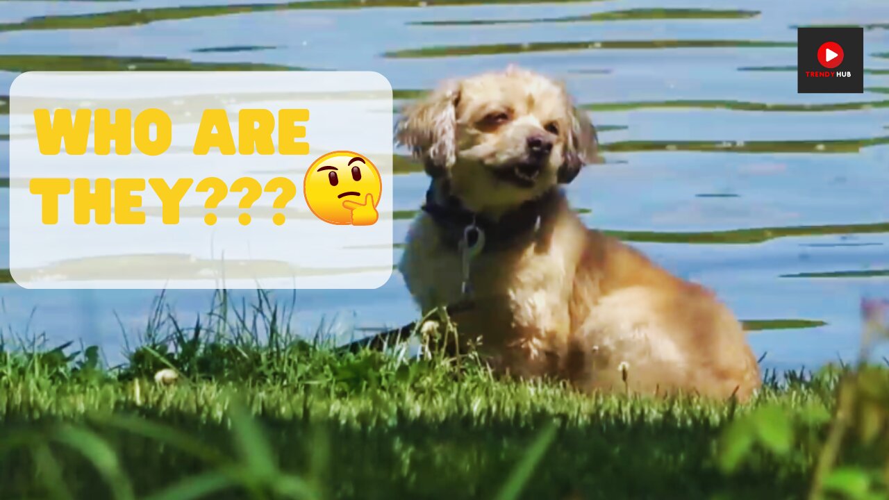 "Doggie Delight: Watch This Pup React to the Sound of other dogs' Bark!"