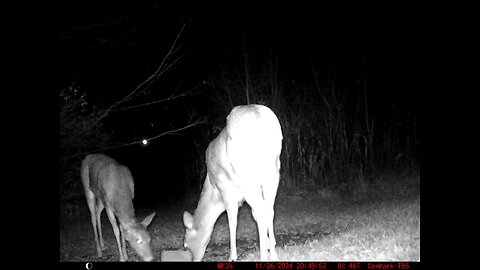 Deer Cam 11-26-2024