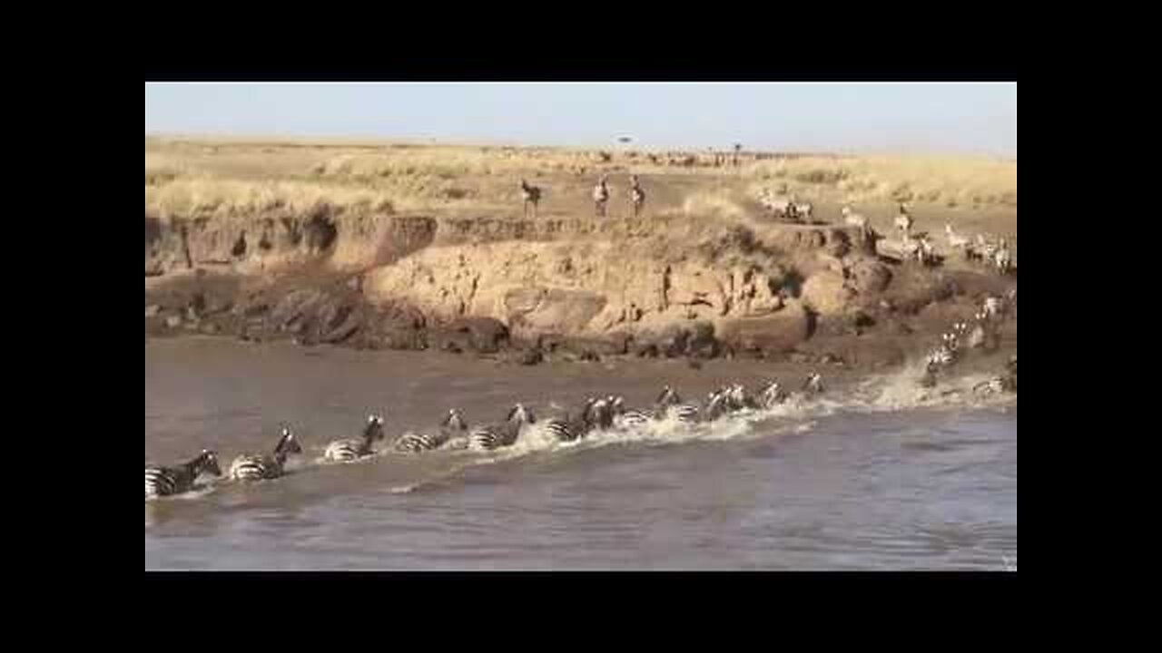 Wildebeest Migration crosses the Mara River