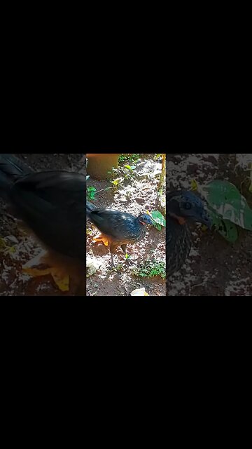 Jacu e seus filhotes com fome em busca de comida