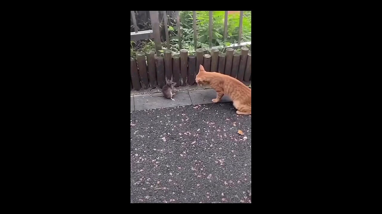 The big cat clapped the mouse with annoyance