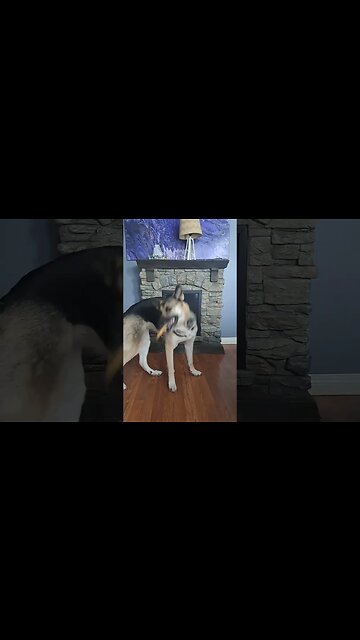 Treato For Doggo #doggo #dog #shorts #shepsky #cute