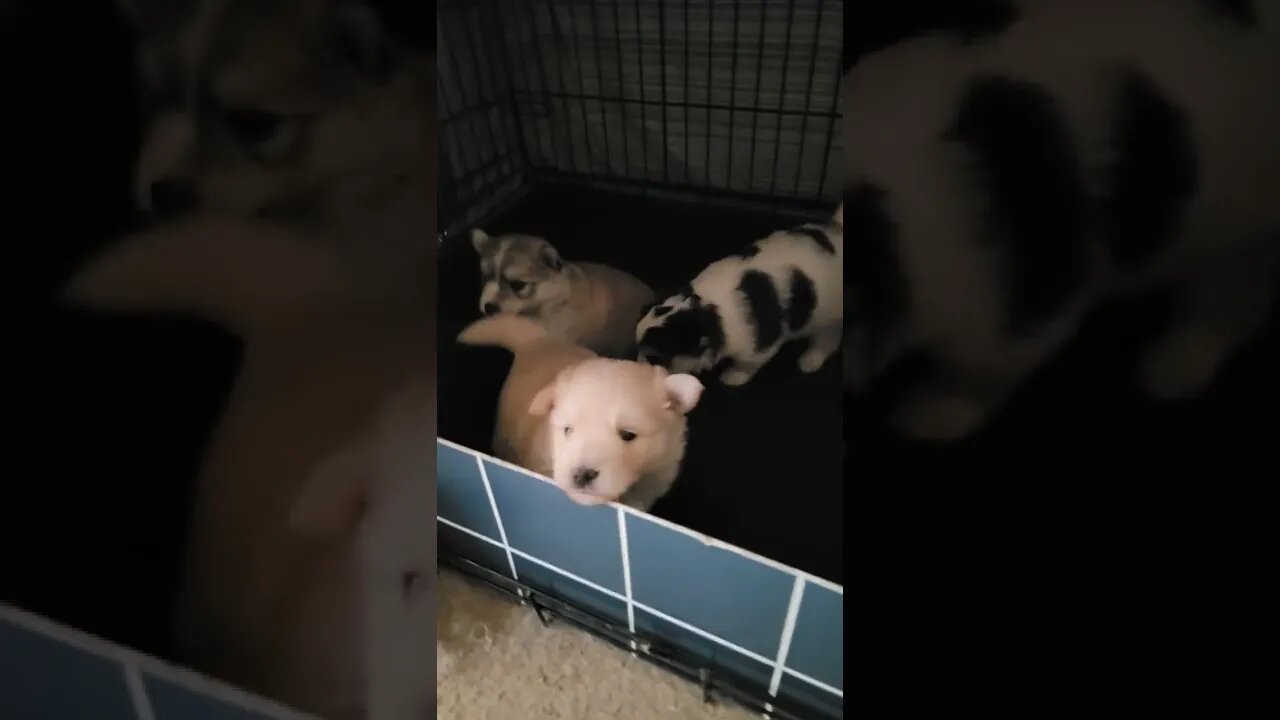 3 weeks old and Feisty ! Pomsky pups