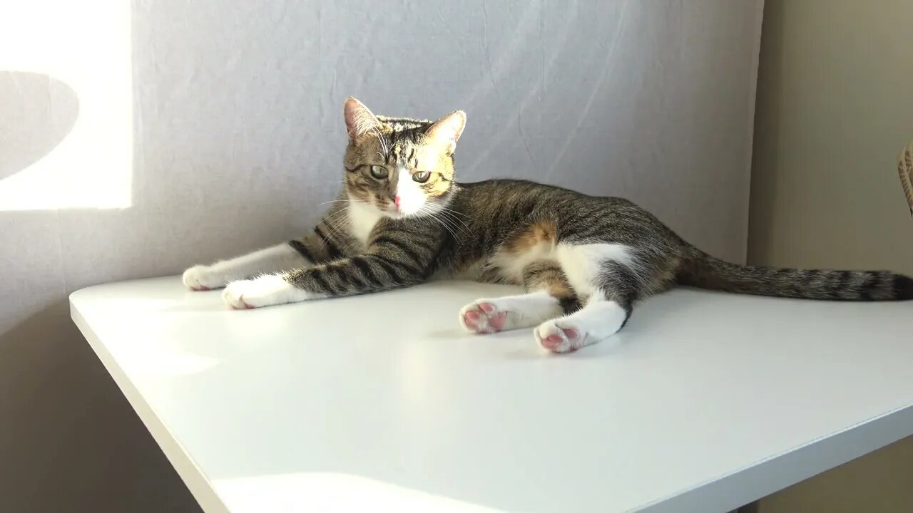 Stubborn Cat Insists on Sitting on the Table