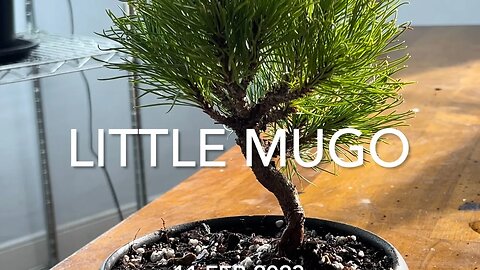 One Little Mugo Pine