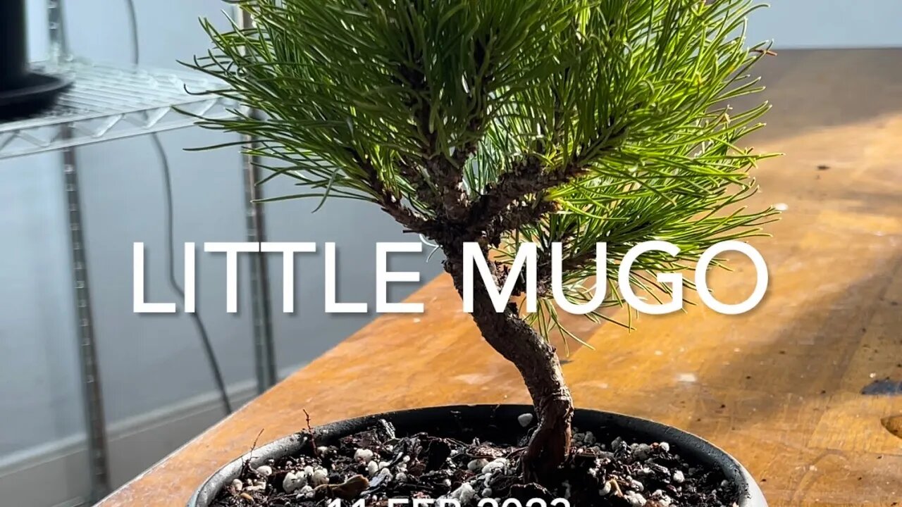 One Little Mugo Pine