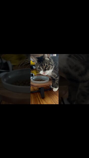 Listen to my Cat Purring While Eating 😻 #purr #purrfect